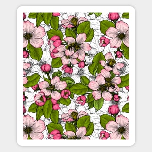 Apple blossom on  white Sticker